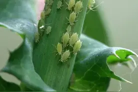 还再用吡虫啉打蚜虫？难怪蚜虫打不住，这些新药才是蚜虫克星图片