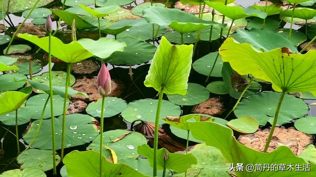 骑上我的小毛驴去遛弯