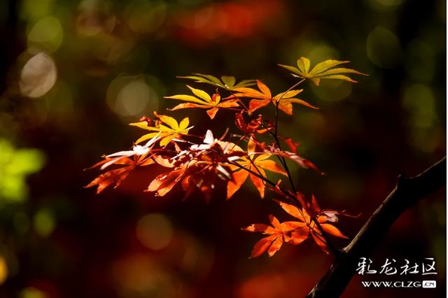 冬日里的红枫恋