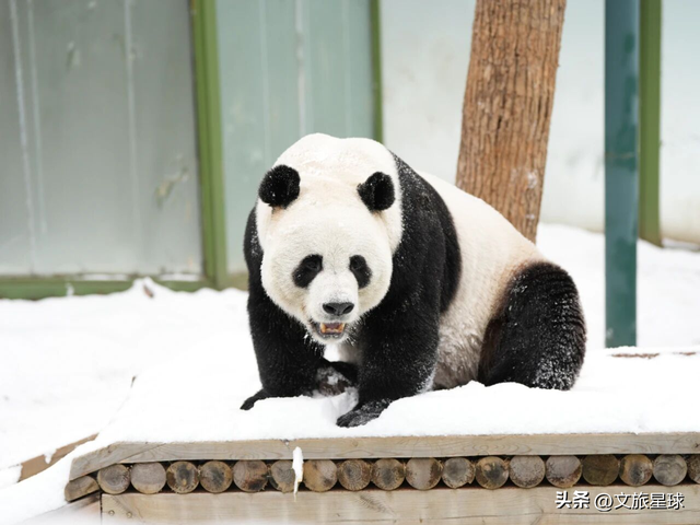免费吃！免费看！半价玩！栾川竹海野生动物园推出春节巨献