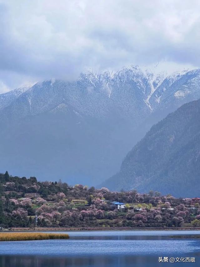 西藏这个地方，即将火爆！真正定义了什么是顶级春色！