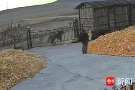 专家：勃利东北虎或为捕捉家畜进村，成年虎能轻松扑倒一头牛图片