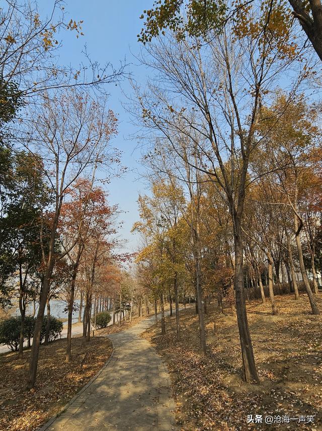 喜欢冬天槭叶的走过来，它是一道美丽的风景，无限风光在眼前!