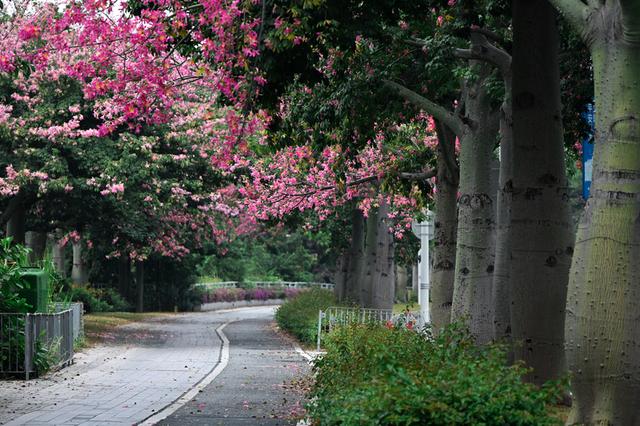 深活指南｜免费！深圳这些赏花点美成漫画，不允许有人不知道！