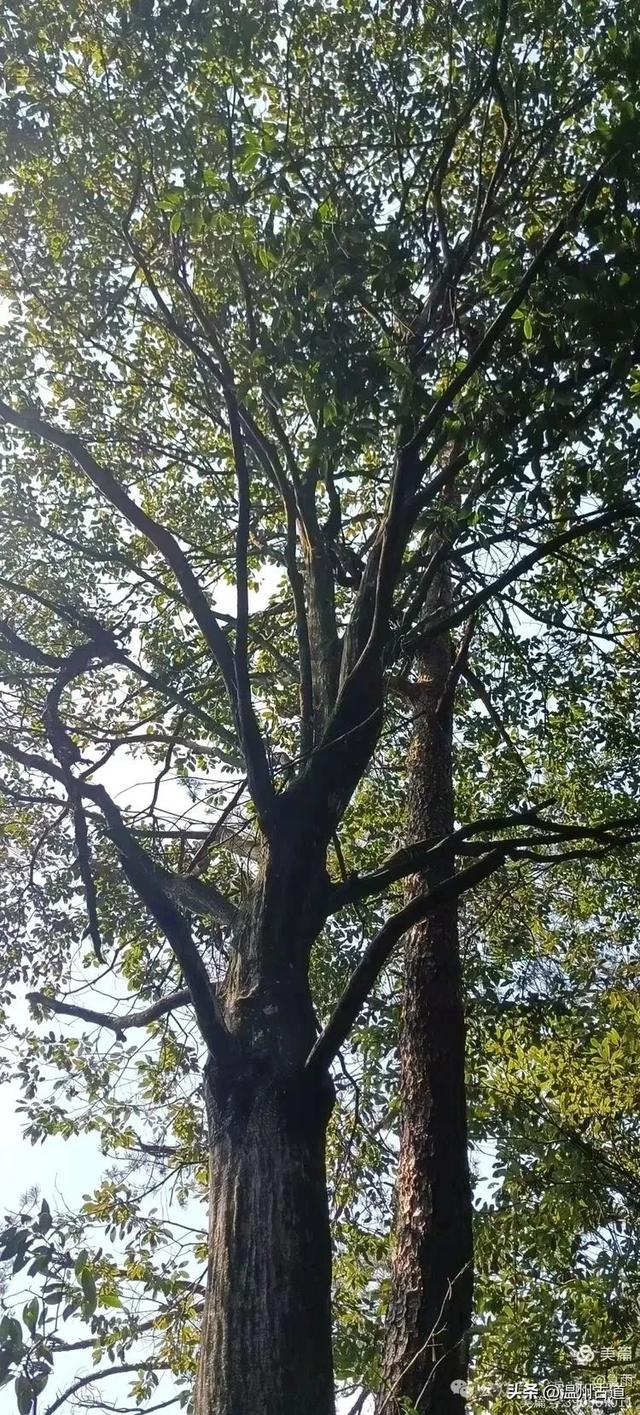 探秘楠溪江源头之三——初探这片鲜为人知的原始森林