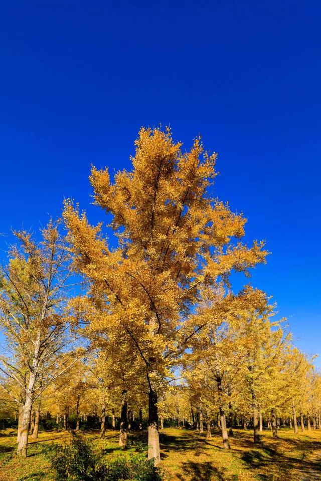 秋日邀约｜听说，你们都去看银杏了