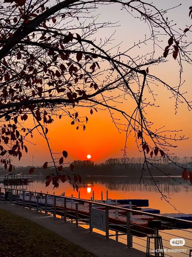 最适合拍银杏的地方！ 临沂十个0元打卡点，抓住今年最后的金色风暴！