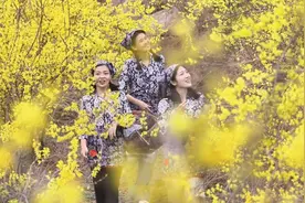 坚定信心 勇挑大梁丨连翘花开满山“金”图片