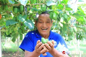 村村有好戏 | 软枣猕猴桃迎丰收 主打京沪市场图片