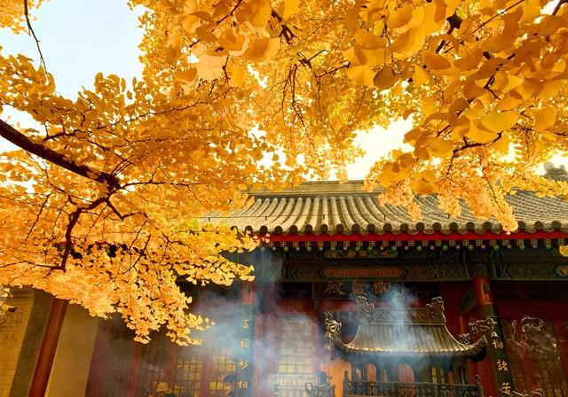 郑州秋日旅行天花板！这4个市内秋游美到难忘，最后一个印象深刻