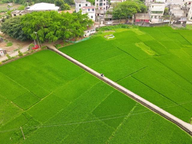 藏在海口秀英的太极村，400年历史古村落，一年四季有不同的美