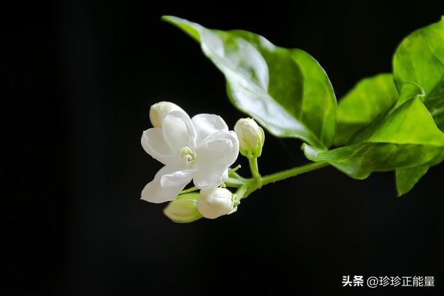 岁月安然，心已素闲，愿你一路悲欢，一路遇见