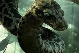 80斤巨蟒闯入村民家，活吞山羊差点撑破肚子，蛇为何进家吃羊？图片