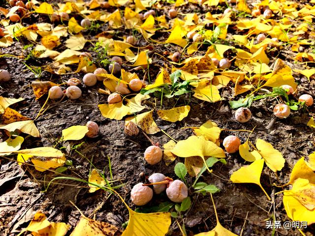 分享你最快捷去黄河千亩银杏林的路线