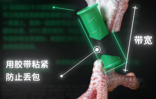 千兆光纤还没鸽子快？程序员把鸽子接入互联网，标准被官方盖章？