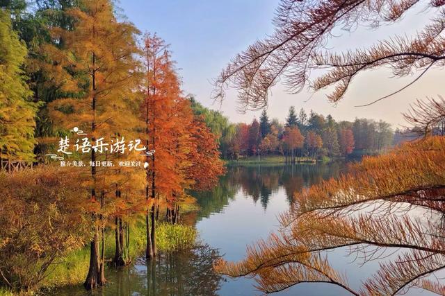 浙江宁波这片水上森林又出圈，色彩缤纷堪比油画，但一周后会更美