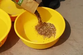 风油精能钓到鱼？老钓友亲自测试，所谓的钓鱼“神饵”都是骗人的图片