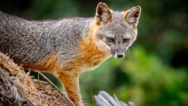 美国国家公园独有的12种神奇野生动物，你见过吗？