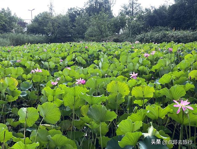 成都高端公园，被严重低估，人称“小三亚”，地铁公交车直达！