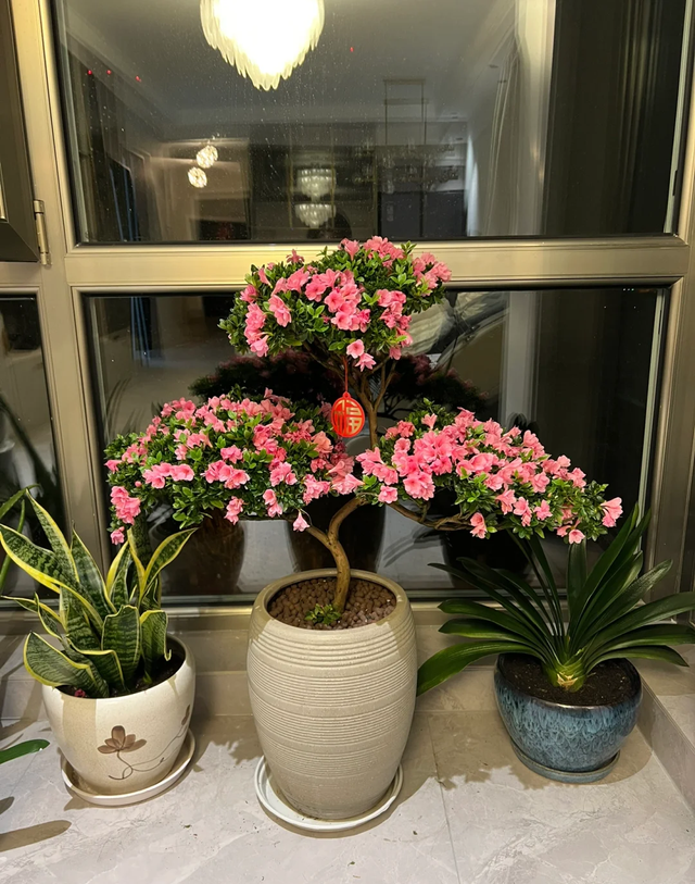 “买花一时爽，养花火葬场”的17种花， 劝你不要随意买