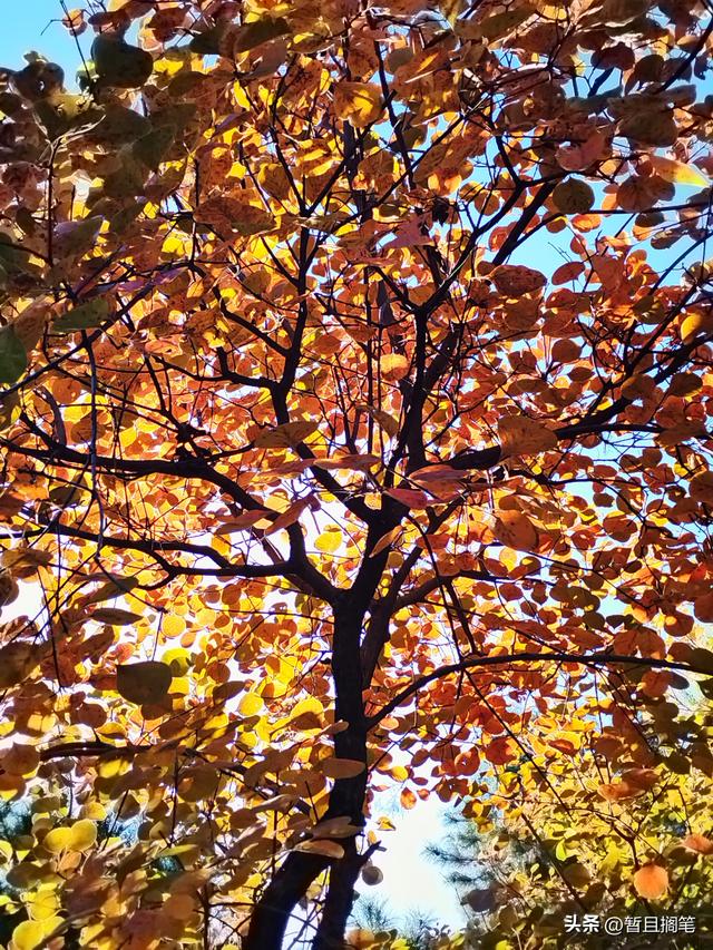 以我4次经历，带你打卡北京香山，北京的朋友请补充