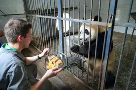 世界唯一免费租借熊猫的国家！究竟做了什么，会有这种特殊待遇？图片