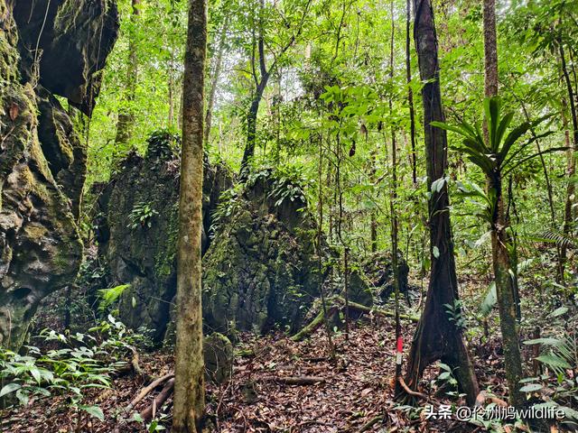马来西亚(30)砂拉越州④姆鲁山徒步线路