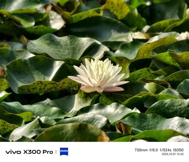vivo X300系列评测：同级巅峰影像 出片易如反掌