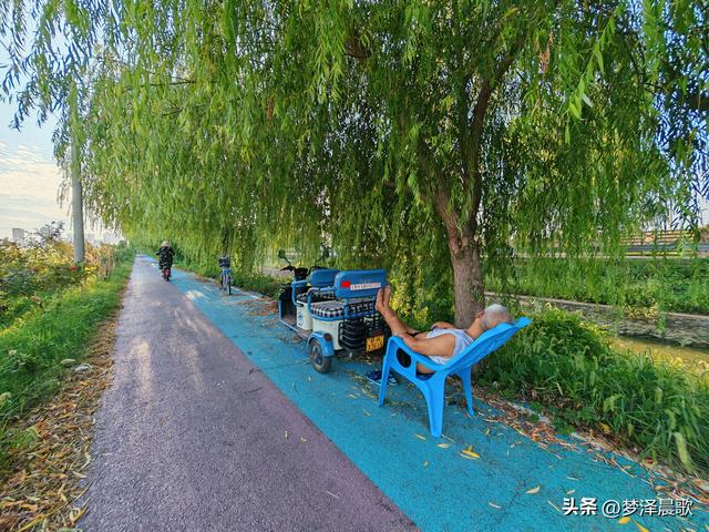 垂柳树下乐逍遥