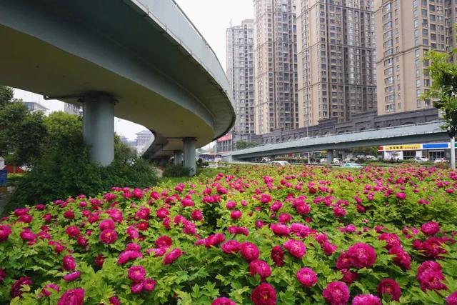 太期待了!接下来的洛阳,是这样的...