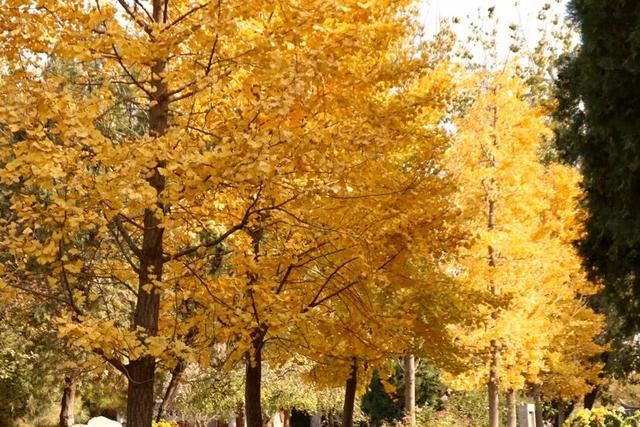 “枫”景正好！开封最美秋色已上线！