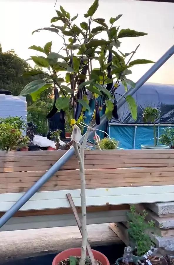 天呐！福建大叔竟把茄子养成树，一棵年产百斤！这操作也太神了吧