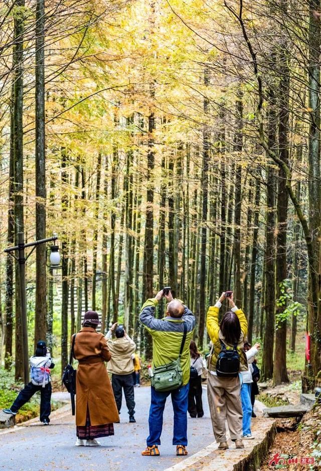 图片新闻︱南川彩韵：半山熔金半山翠，一树千年一树春