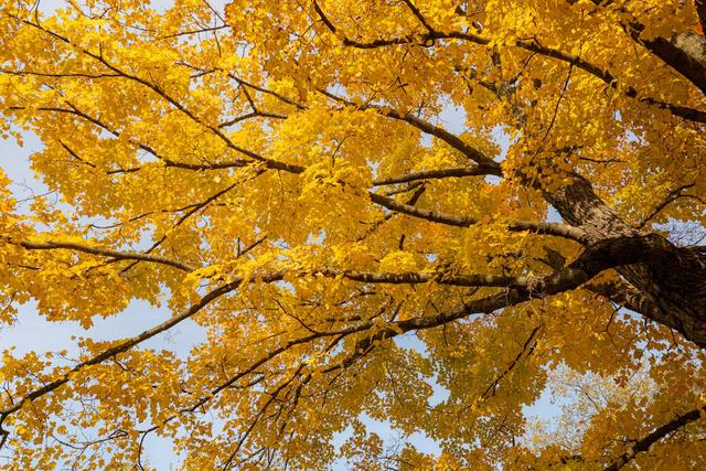 山东低调的4A景区，有棵4000年银杏树，被誉为“天下银杏第一树”