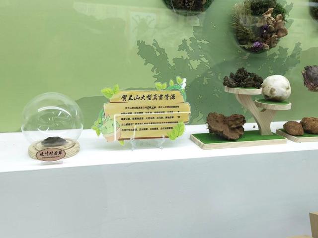 贺兰山“封育保护”25载：从历史展厅到智慧云端 贺兰山生态保护启新篇