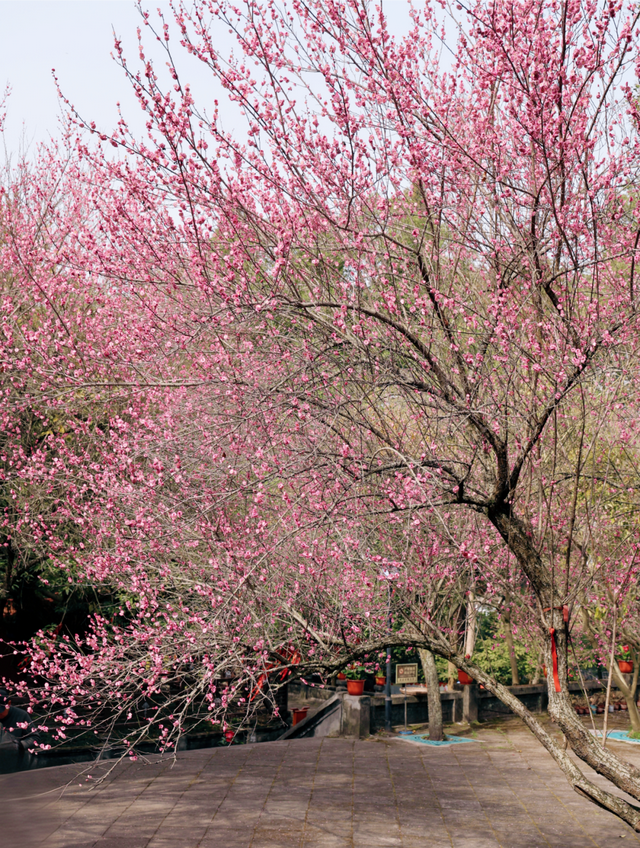 观音寺，太出片了！