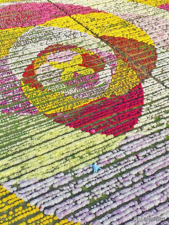 秋游射阳，这片菊海藏不住了！