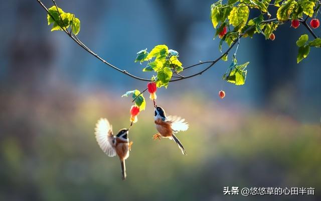 鸟儿的快乐启示：摆脱欲望，回归生命本真