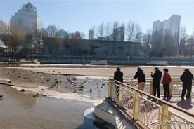 南川河上的野鸭越来越多了图片