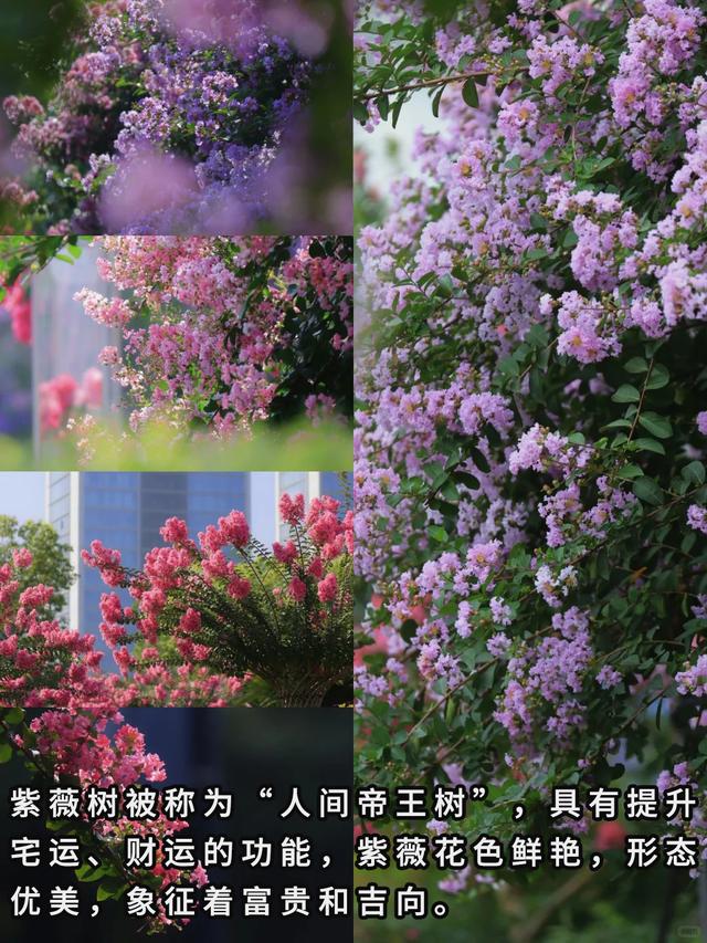 “富不富，院中树”树不是乱种的！院子种树记住三要四不要！