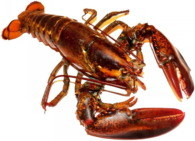 阿里88与哪吒3的故事：乘法表超快巧学大秘诀魔法花园（1）