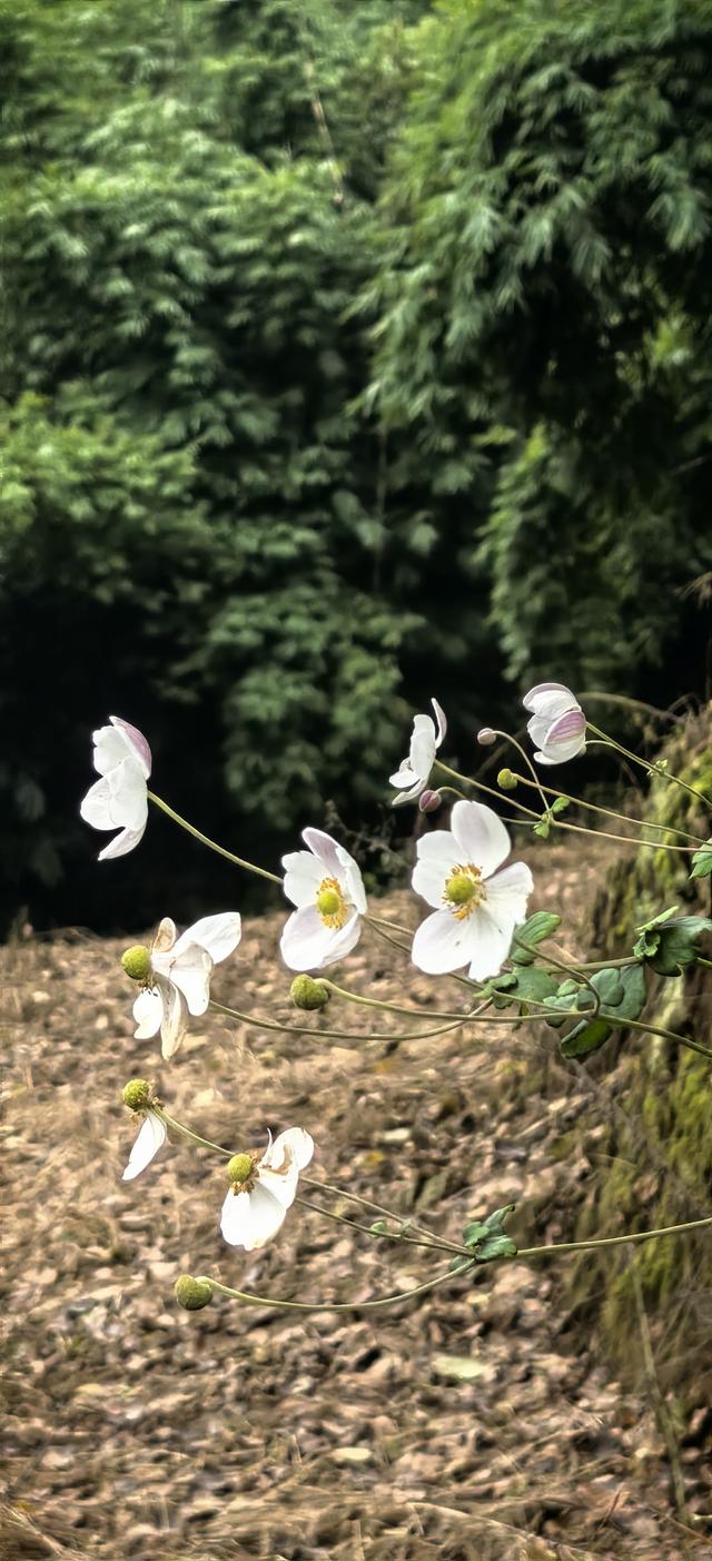 野棉花的几分侘寂