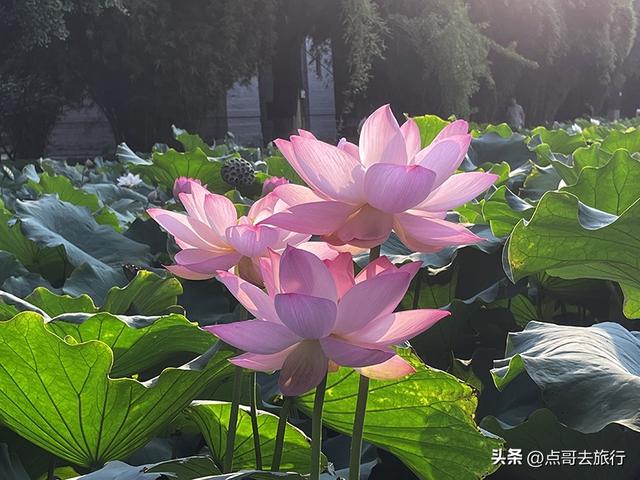 成都第二波荷花开了，环境清凉，比第一波更震撼人心，不要门票！