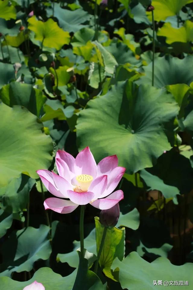 每日一村:霞坪村——荷香漫谷的畲乡秘境,诗画交织的夏日桃源