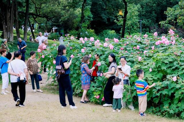发现·公园城市 | 上天入地进万家 满城繁花绽芳华