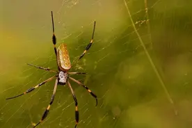 掏空120万只蜘蛛，4年才织出一件黄金斗篷，活蛛抽丝丝尽会死吗？图片