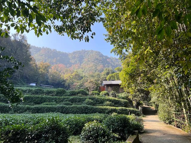 上天竺到云栖竹径，徒步9公里，感受一路秋意。