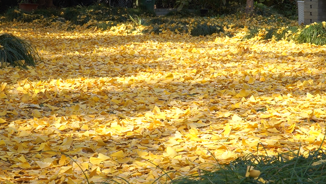 满城尽带黄金甲 古城银杏进入最佳观赏期