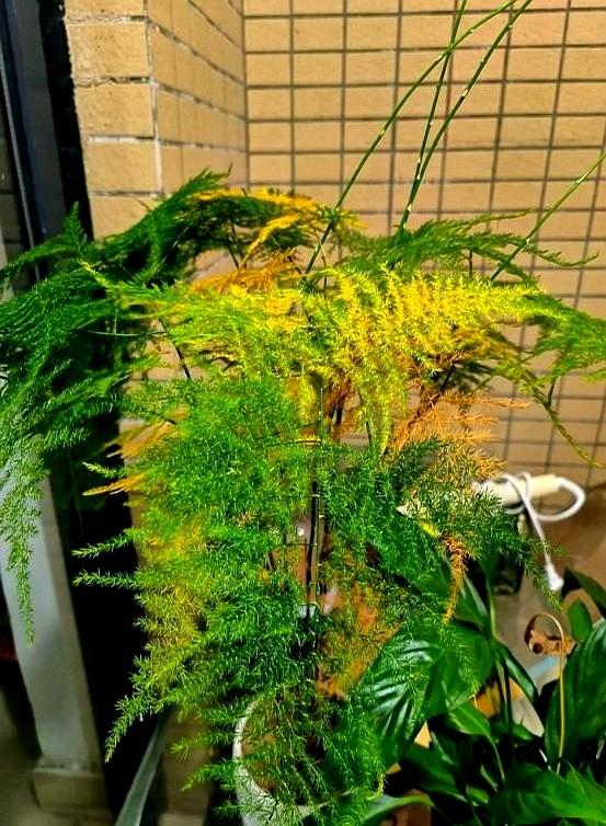 “！阴花不能进阳宅”，家里若有这5种花，请赶紧“搬出去”！
