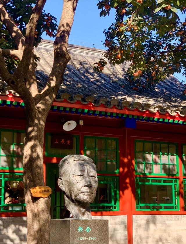 每日400名额秒光，老舍纪念馆“丹柿小院”迎最佳观赏期